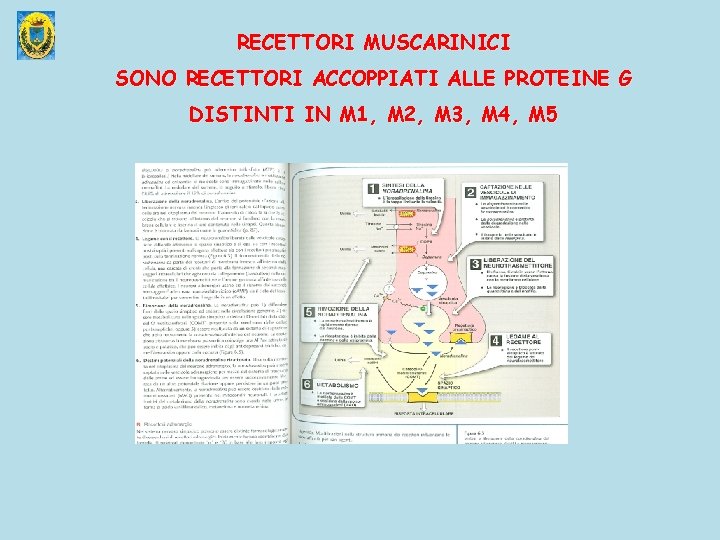 RECETTORI MUSCARINICI SONO RECETTORI ACCOPPIATI ALLE PROTEINE G DISTINTI IN M 1, M 2,