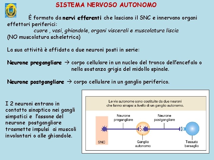 SISTEMA NERVOSO AUTONOMO È formato da nervi efferenti che lasciano il SNC e innervano