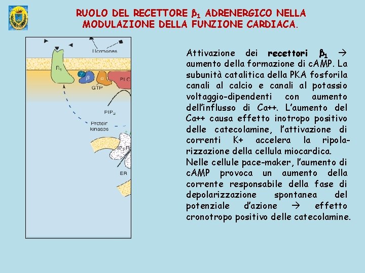 RUOLO DEL RECETTORE β 1 ADRENERGICO NELLA MODULAZIONE DELLA FUNZIONE CARDIACA. Attivazione dei recettori