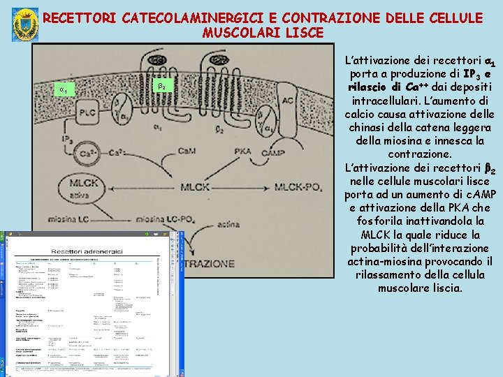 RECETTORI CATECOLAMINERGICI E CONTRAZIONE DELLE CELLULE MUSCOLARI LISCE α 1 β 2 L’attivazione dei