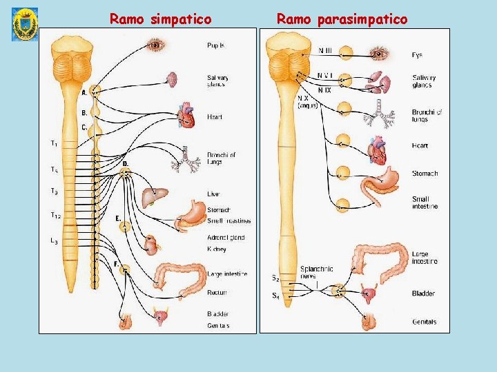 Ramo simpatico Ramo parasimpatico 