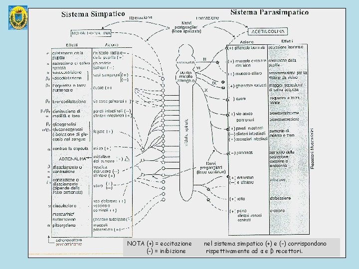 NOTA (+) = eccitazione (-) = inibizione nel sistema simpatico (+) e (-) corrispondono