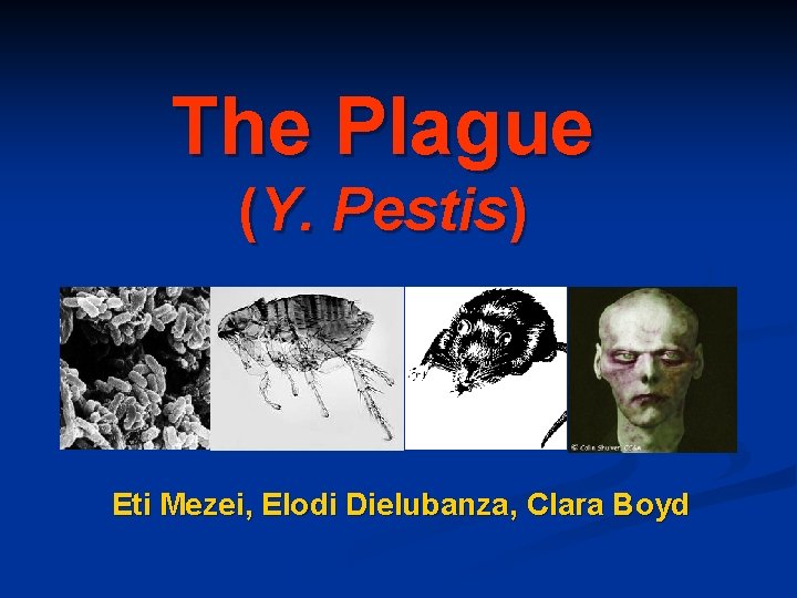 The Plague (Y. Pestis) Eti Mezei, Elodi Dielubanza, Clara Boyd 