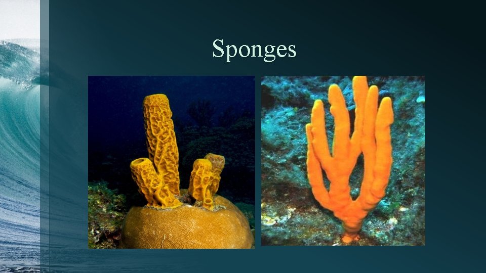 Sponges 