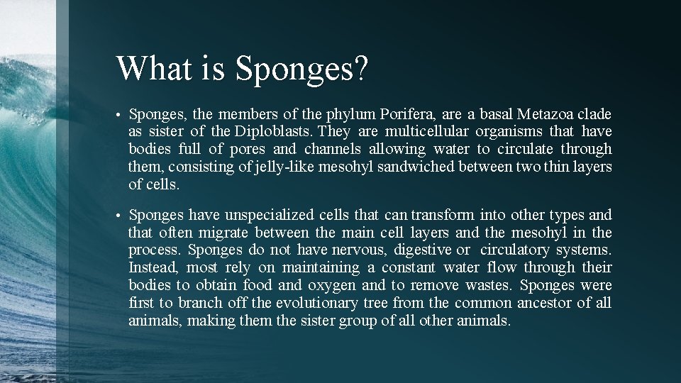 What is Sponges? • Sponges, the members of the phylum Porifera, are a basal