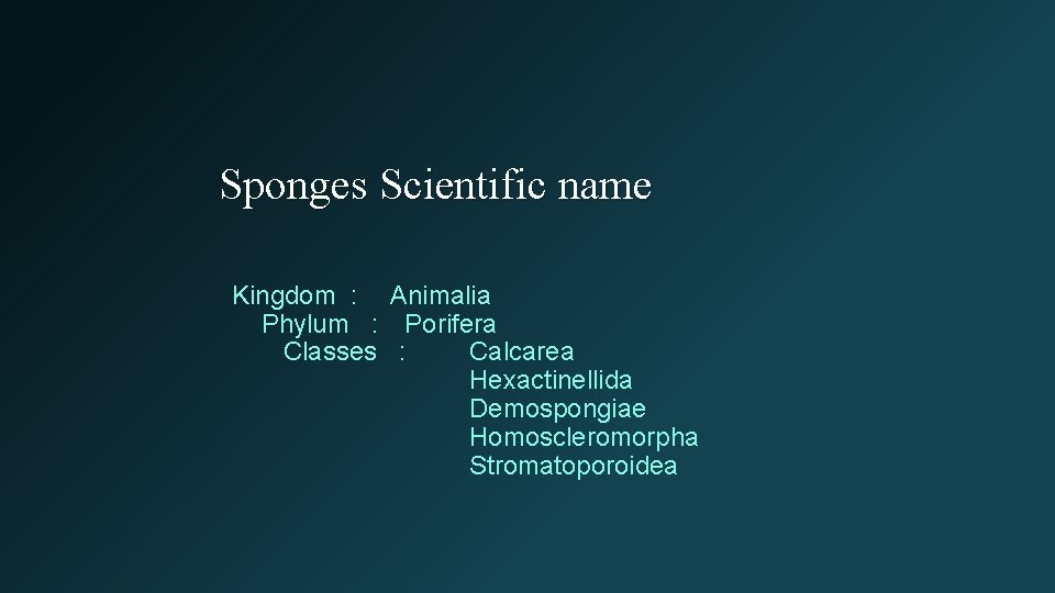 Sponges Scientific name Kingdom : Animalia Phylum : Porifera Classes : Calcarea Hexactinellida Demospongiae