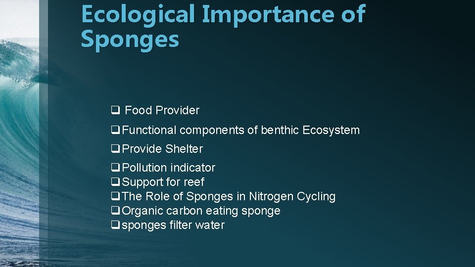 Ecological Importance of Sponges q Food Provider q. Functional components of benthic Ecosystem q.