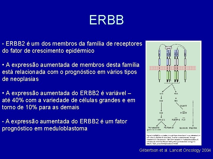 ERBB • ERBB 2 é um dos membros da família de receptores do fator