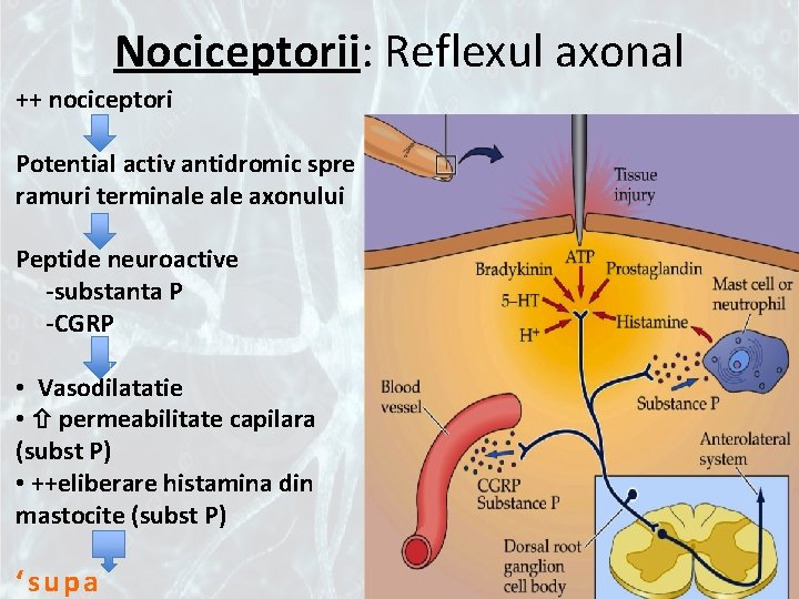 Nociceptorii: Reflexul axonal ++ nociceptori Potential activ antidromic spre ramuri terminale axonului Peptide neuroactive