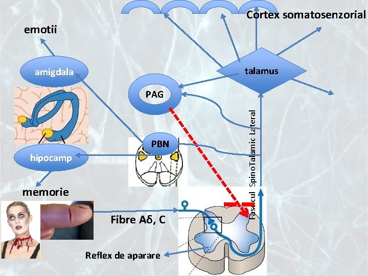 Cortex somatosenzorial emotii talamus amigdala PBN hipocamp memorie Fibre Aδ, C Reflex de aparare
