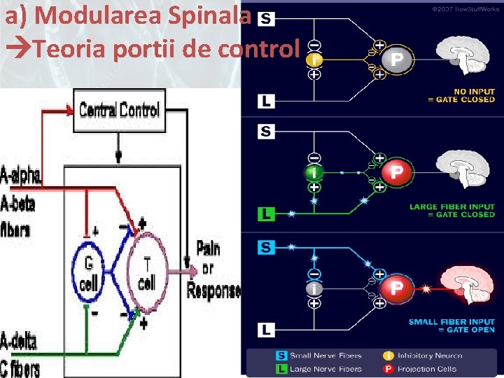 a) Modularea Spinala Teoria portii de control 