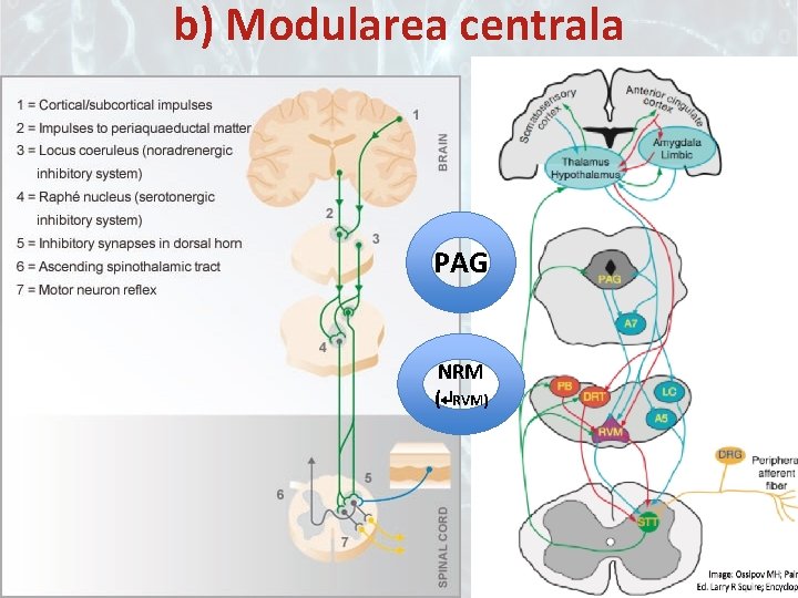 b) Modularea centrala PAG NRM (↵RVM) 