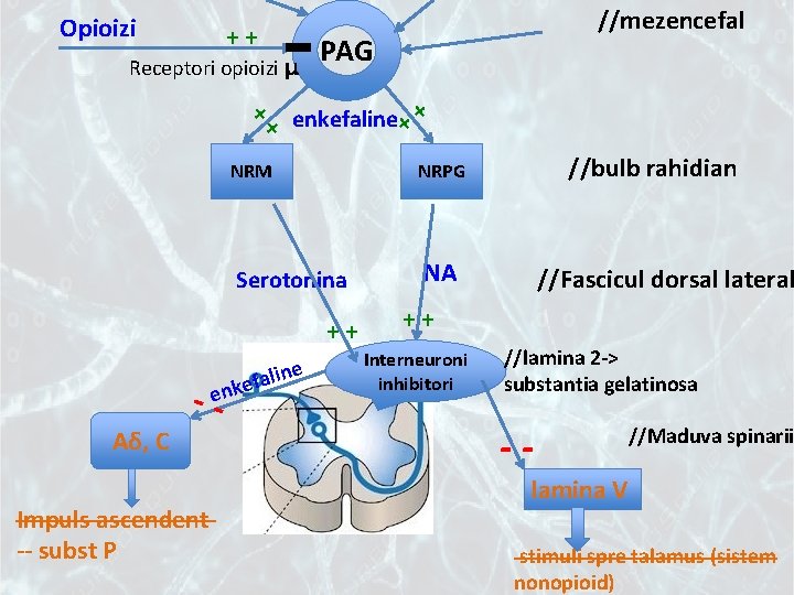 Opioizi //mezencefal ++ PAG Receptori opioizi μ ++ enkefaline + + NRM NRPG Serotonina