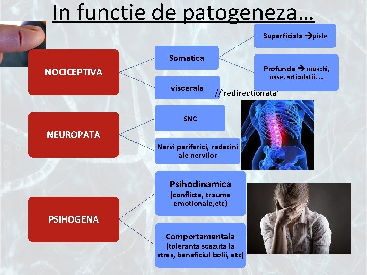 In functie de patogeneza… Superficiala piele Somatica Profunda muschi, NOCICEPTIVA oase, articulatii, … viscerala