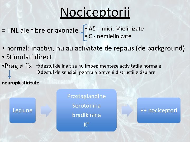 Nociceptorii = TNL ale fibrelor axonale : • Aδ – mici. Mielinizate • C