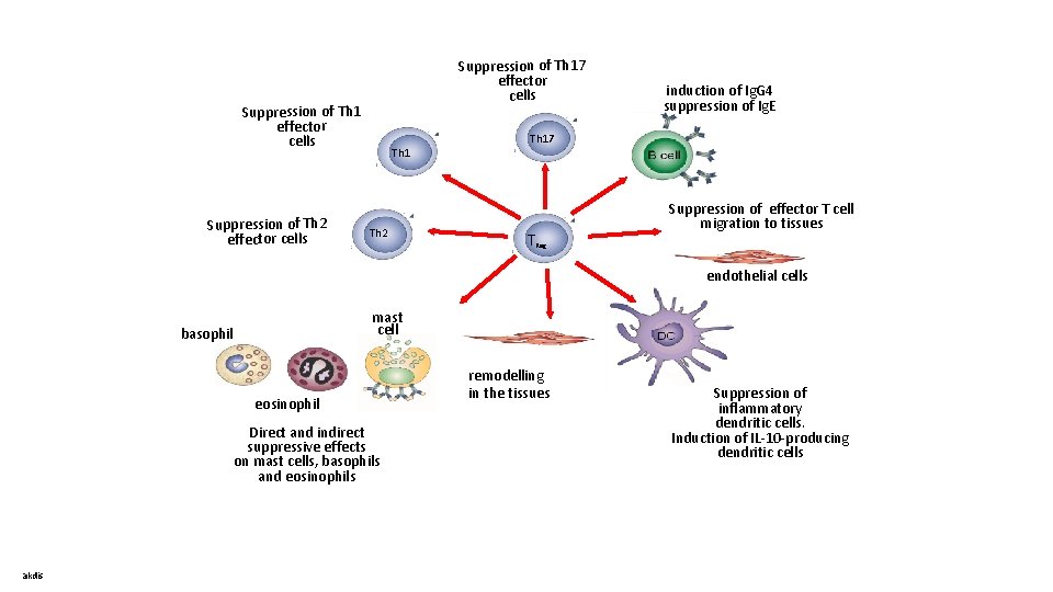 Suppression of Th 17 effector cells Suppression of Th 1 effector cells Suppression of