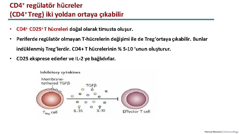 CD 4+ regülatör hücreler (CD 4+ Treg) iki yoldan ortaya çıkabilir • CD 4+