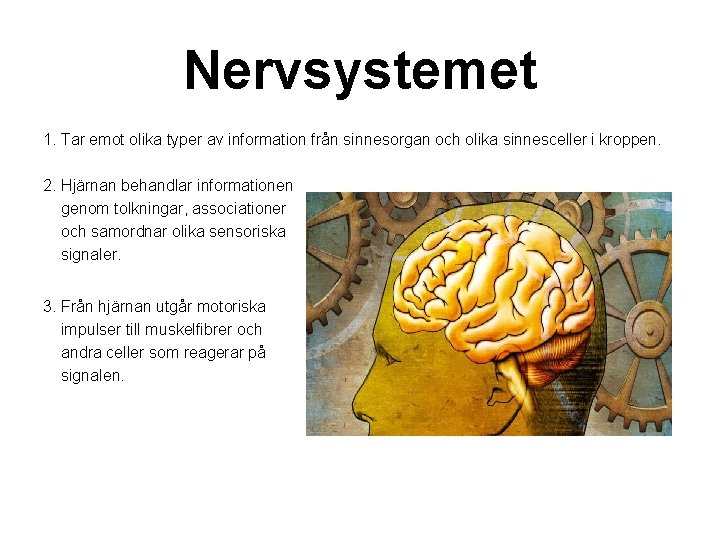 Nervsystemet 1. Tar emot olika typer av information från sinnesorgan och olika sinnesceller i
