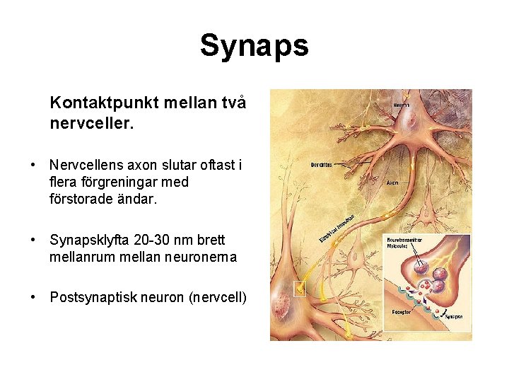 Synaps Kontaktpunkt mellan två nervceller. • Nervcellens axon slutar oftast i flera förgreningar med