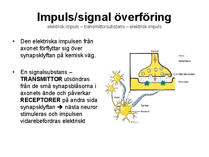 Impuls/signal överföring elektrisk impuls – transmittorsubstans – elektrisk impuls • Den elektriska impulsen från