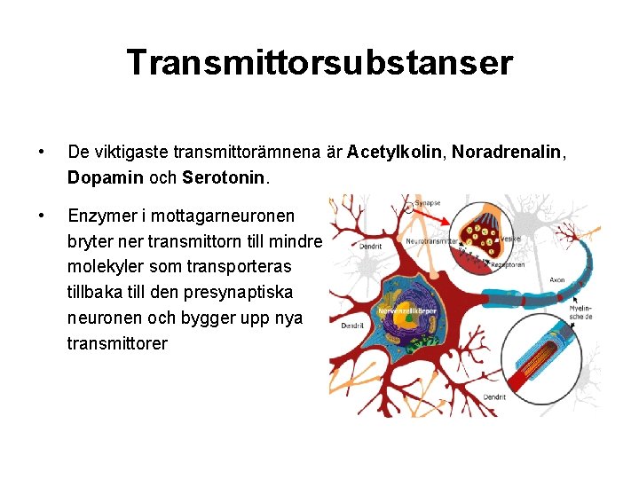 Transmittorsubstanser • De viktigaste transmittorämnena är Acetylkolin, Noradrenalin, Dopamin och Serotonin. • Enzymer i