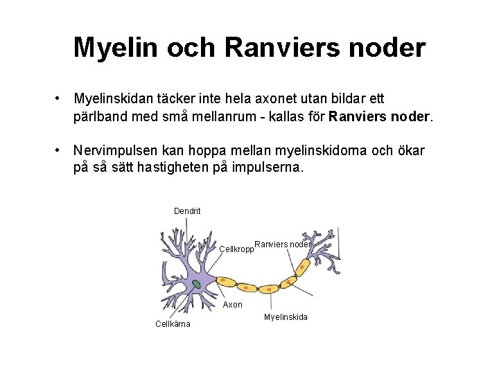 Myelin och Ranviers noder • Myelinskidan täcker inte hela axonet utan bildar ett pärlband