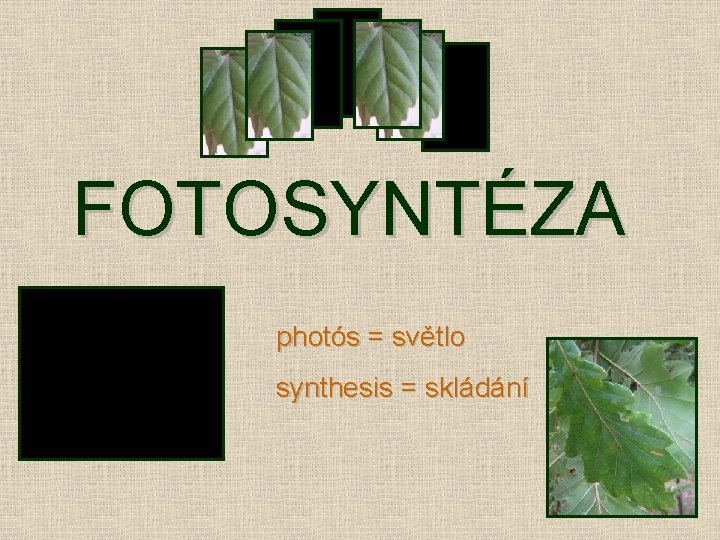 FOTOSYNTÉZA photós = světlo synthesis = skládání 