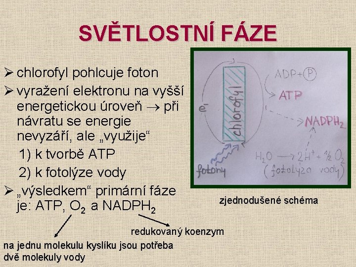 SVĚTLOSTNÍ FÁZE Ø chlorofyl pohlcuje foton Ø vyražení elektronu na vyšší energetickou úroveň při