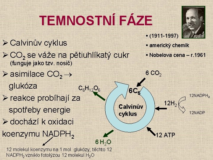 TEMNOSTNÍ FÁZE Ø Calvinův cyklus Ø CO 2 se váže na pětiuhlíkatý cukr §