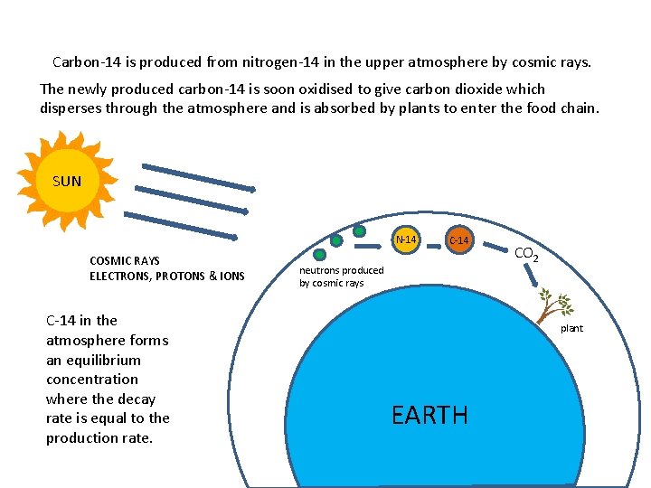 Carbon-14 is produced from nitrogen-14 in the upper atmosphere by cosmic rays. The newly