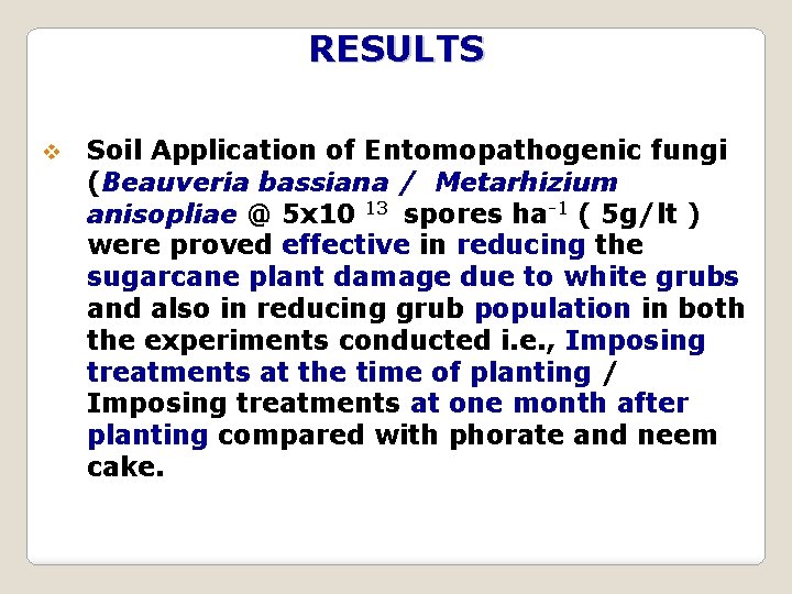 RESULTS v Soil Application of Entomopathogenic fungi (Beauveria bassiana / Metarhizium anisopliae @ 5
