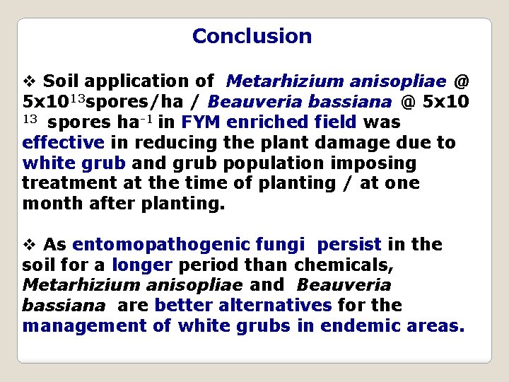 Conclusion v Soil application of Metarhizium anisopliae @ 5 x 1013 spores/ha / Beauveria
