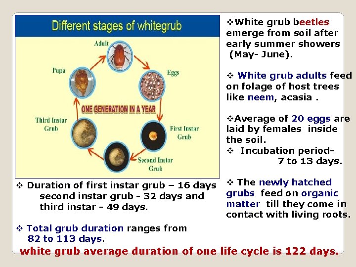 v. White grub beetles emerge from soil after early summer showers (May- June). v
