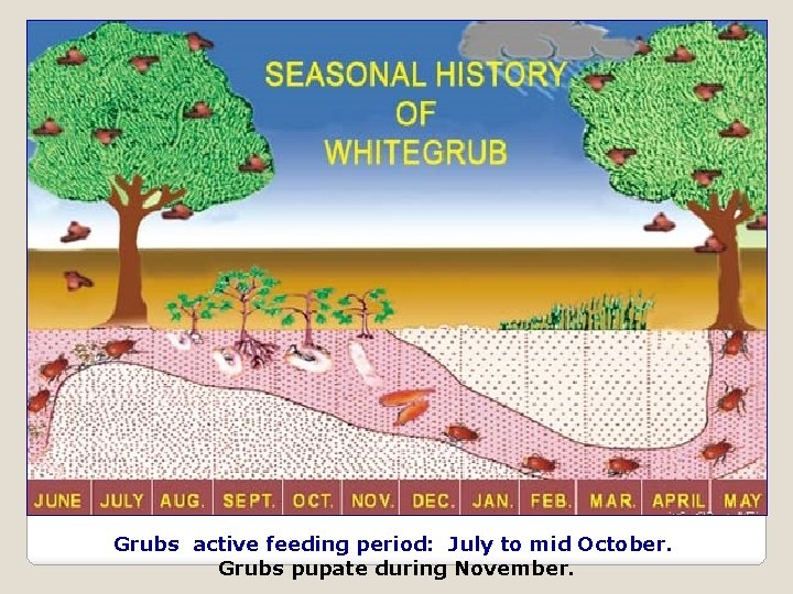  Grubs active feeding period: July to mid October. Grubs pupate during November. 