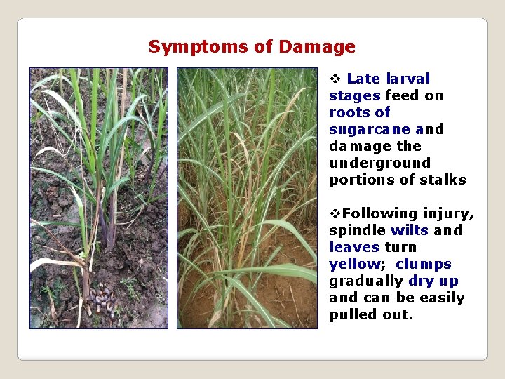 Symptoms of Damage v Late larval stages feed on roots of sugarcane and damage