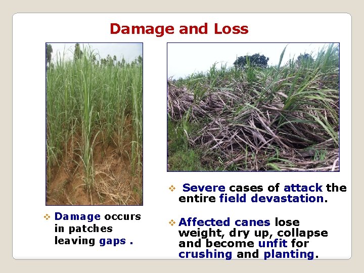 Damage and Loss v Severe cases of attack the entire field devastation. v Damage