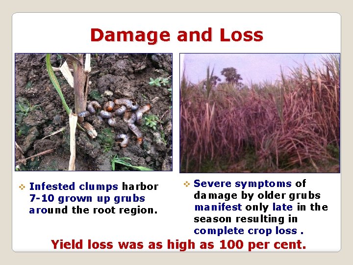 Damage and Loss v Infested clumps harbor 7 -10 grown up grubs around the