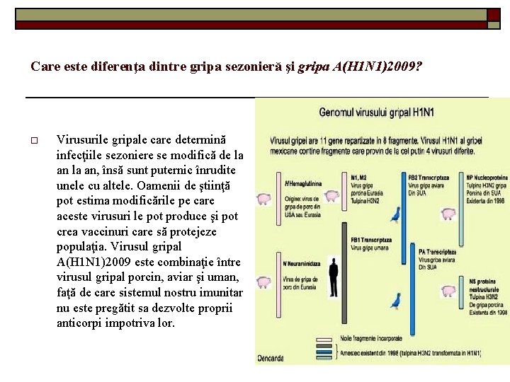 Care este diferenţa dintre gripa sezonieră şi gripa A(H 1 N 1)2009? o Virusurile