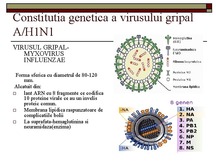 Constitutia genetica a virusului gripal A/H 1 N 1 VIRUSUL GRIPALMYXOVIRUS INFLUENZAE Forma sferica