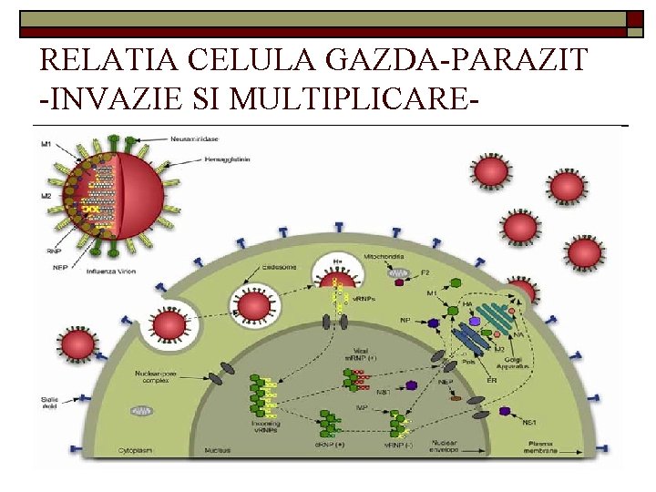RELATIA CELULA GAZDA-PARAZIT -INVAZIE SI MULTIPLICARE- 