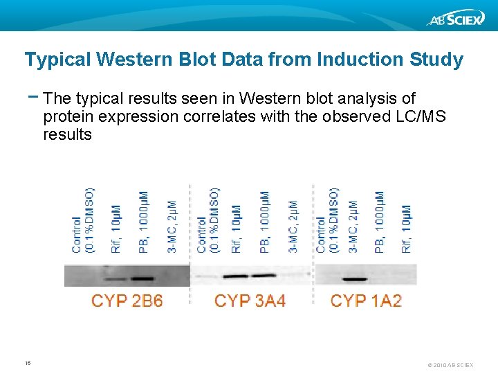 Typical Western Blot Data from Induction Study − The typical results seen in Western