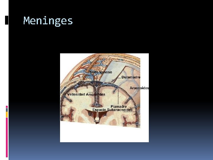 Meninges 
