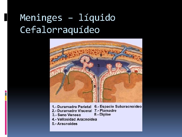 Meninges – líquido Cefalorraquídeo 