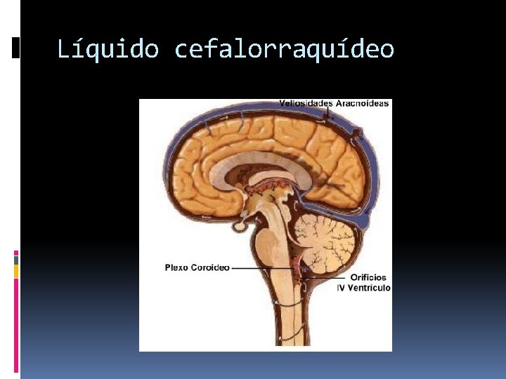 Líquido cefalorraquídeo 