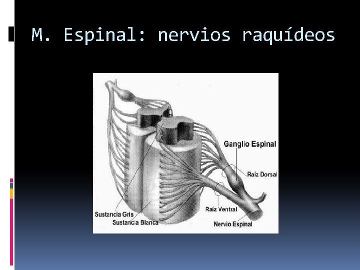 M. Espinal: nervios raquídeos 