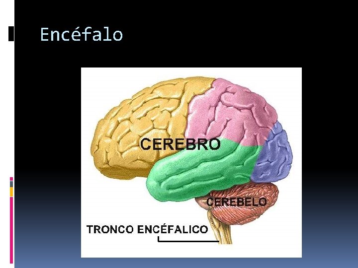 Encéfalo 