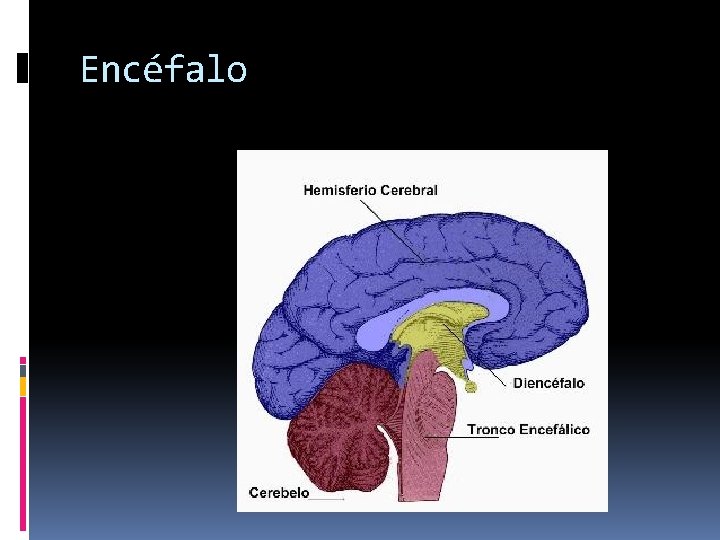 Encéfalo 