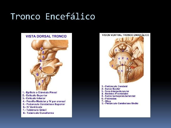 Tronco Encefálico 