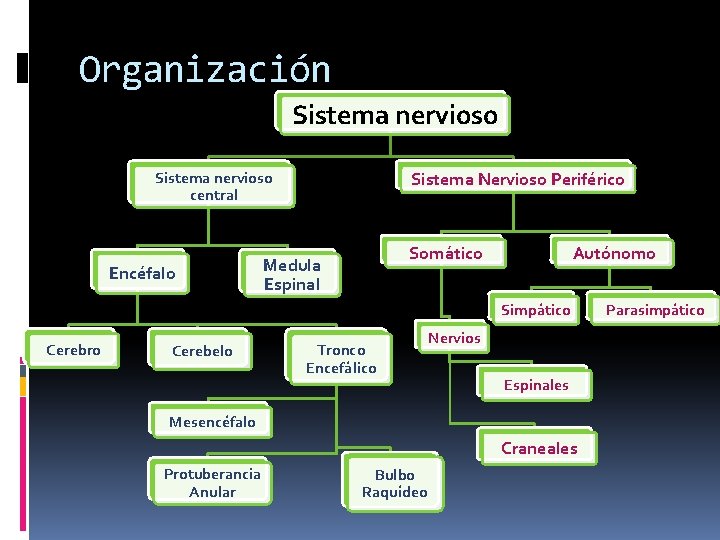 Organización Sistema nervioso central Encéfalo Sistema Nervioso Periférico Somático Medula Espinal Autónomo Simpático Cerebro