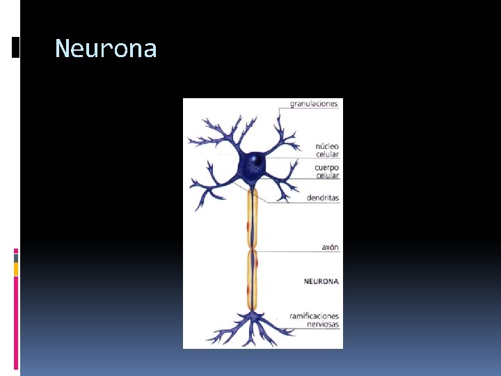 Neurona 